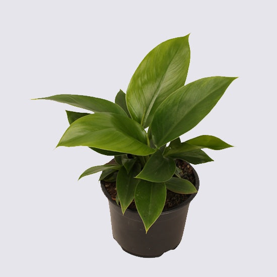 Philodendron Imperial Green - Urban Naturals