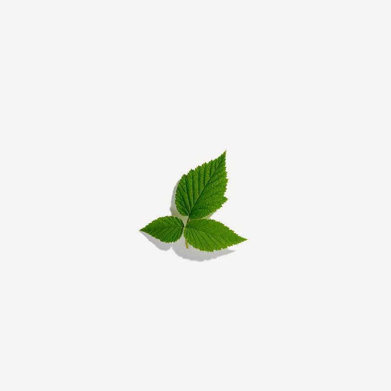 Love Tea - Raspberry Leaf Loose Leaf - Urban Naturals