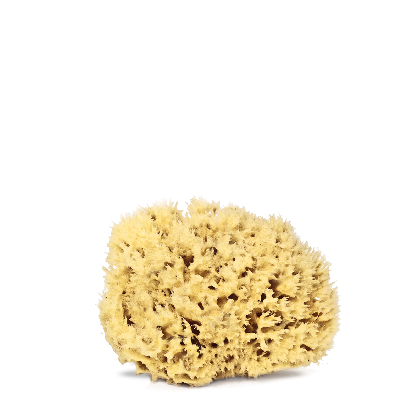 Real World Natural Sea Sponge - Urban Naturals