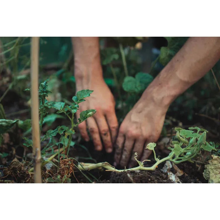 Real World Natural Hand Cream - Hoheria, Pohutukawa & Mandarin - Urban Naturals