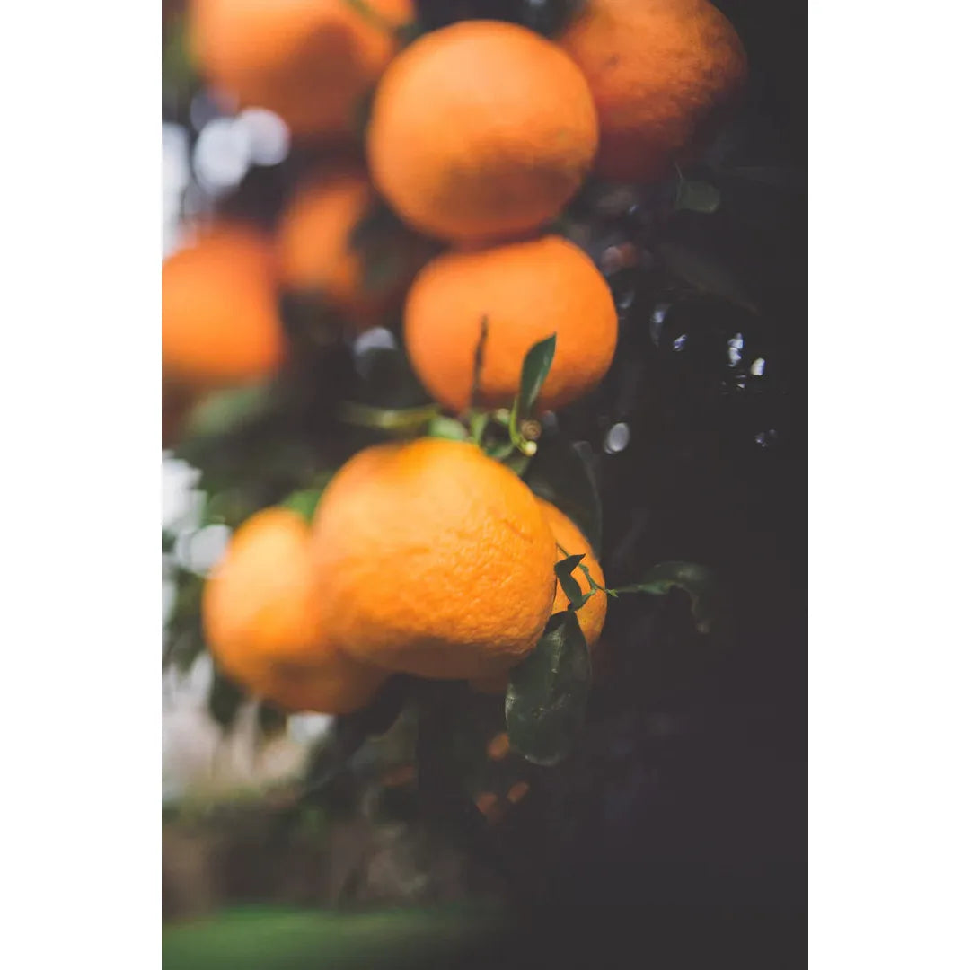 Real World Natural Hand Wash - Hoheria, Pohutukawa & Mandarin - Urban Naturals